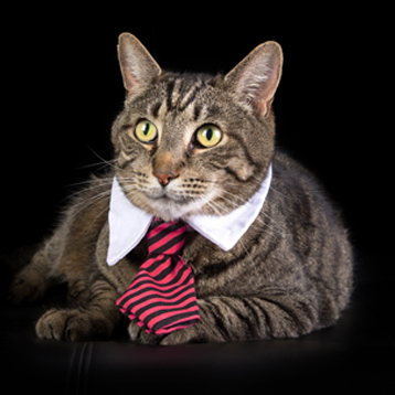Top Cat Accountants | About Us